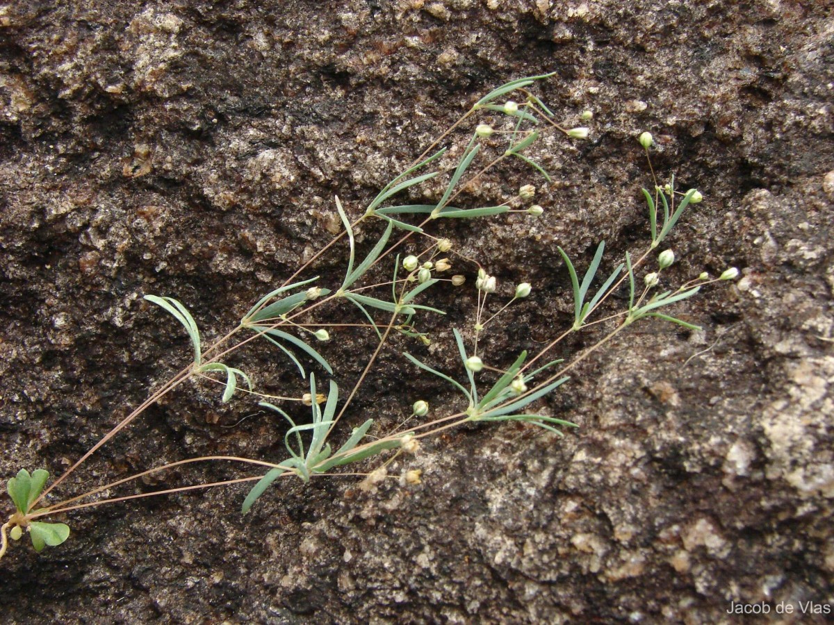 Hypertelis cerviana (L.) Thulin